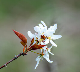 Common Serviceberry