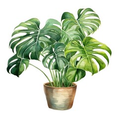 A watercolor painting of a potted monstera deliciosa plant.