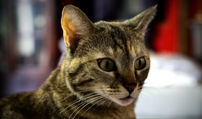 Photo en gros plan d'un chat tigré