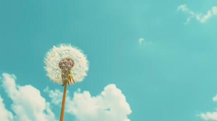 Beautiful dandelion with a clear blue sky in the background, perfect for nature themes