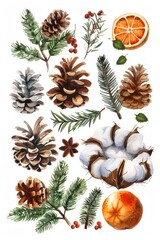 Fototapeta premium A collection of pine cones and natural objects. Great for nature-themed designs