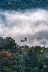 Beautiful foggy forest of Nongriat village. Nongriat is a village in the East Khasi Hills district...