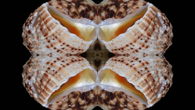 Kaleidoscopic video made from a rotating seashell