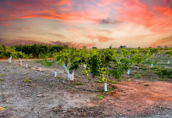 Citrus trees farm field on sunset. Planting, Growing Citrus Fruits. Grow, care for mandarin trees....