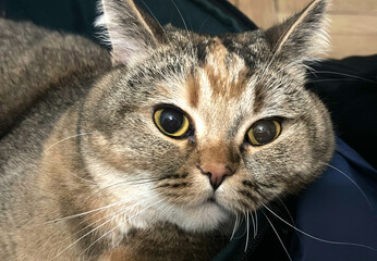 The cat lies in the bag. Cat eyes nose and face with whiskers close up. Cat face close up. British chinchilla cat face. Cats and pet, pets.