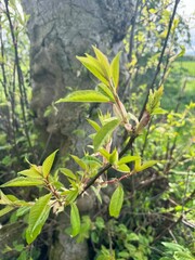 leaves in the forest