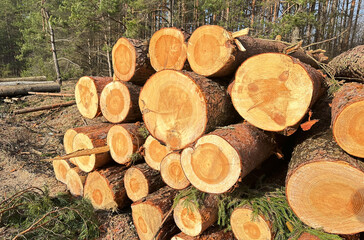 Piled pine tree logs  in forest. Stacks of cut wood. Wood logs, timber logging, industrial destruction. Forests illegal Disappearing. Environmetal concept, illegal deforestation and ecology.