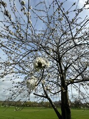 tree in spring