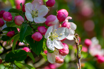 Apple Blossom