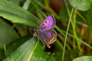 Lycaena helle, Blauschillernder Feuerfalter, Männchen, Simmerath, Eifel, 07.05.2023