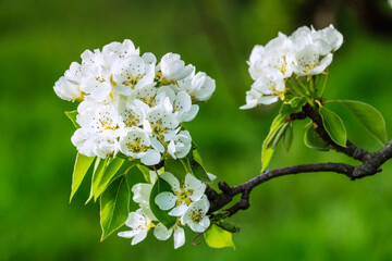 Kirschblüte, Kirschplantage, Kirschbäume, Birnbäume, Birnenblüten, Sissach, Sissch BL, Baselland, Schweiz, April, Frühling, Nahaufnahme