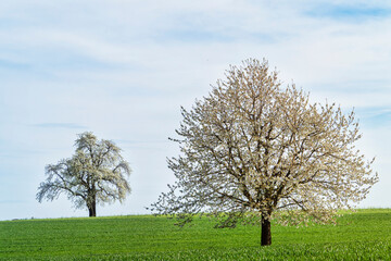 Blühende Obstbäume (Kirschen und Birnen) in Rünenberg BL. Kanton Baselland, Schweiz