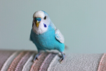Beautiful blue budgie parrot sitting on the sofa
