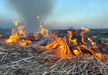 Fire grass in farm field. Dry Grass Fires due to drought. Hot weather. Depletion of water supplies dried land. Fire destroys crops on field. Foret burning. Burns grass. Deforestation, global warming