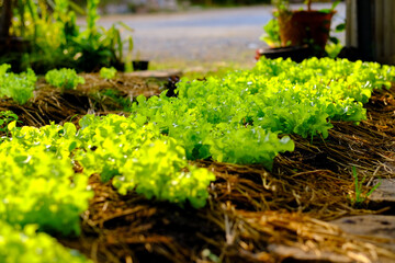 Green oak lettuce plants are planted in a plot that receives mild morning sunlight.