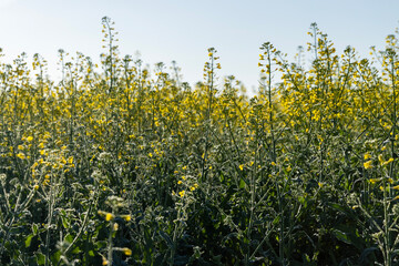 The rapeseed glistens with morning dew, its vibrant yellow petals adorned with delicate droplets,...