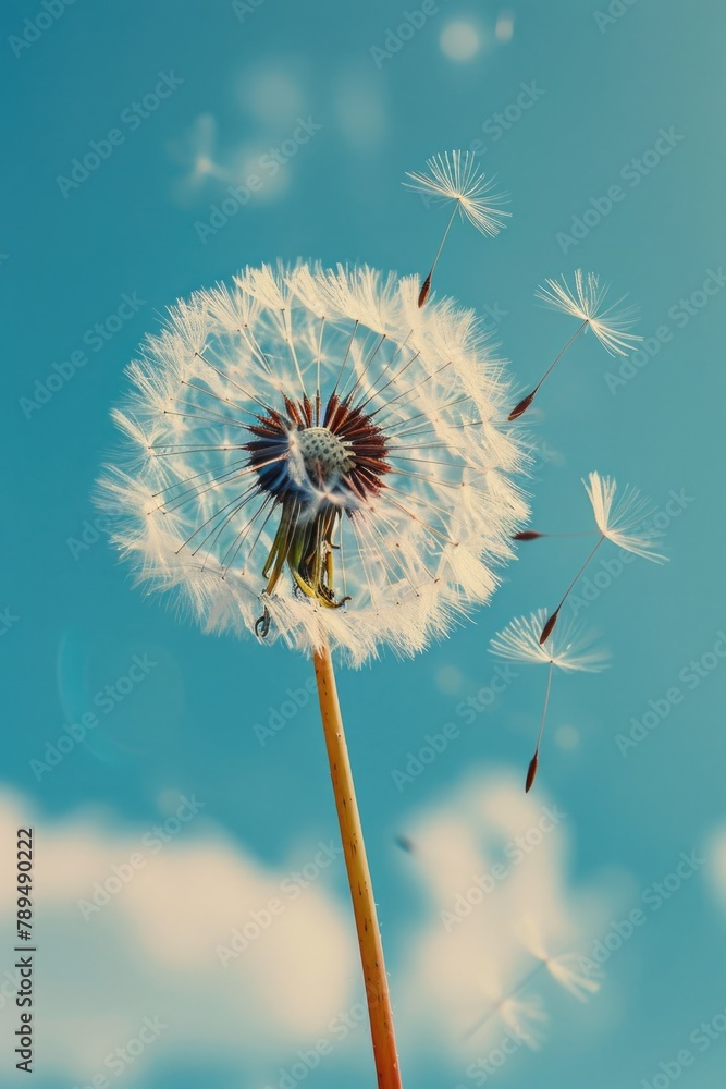 Aufkleber Dandelion seeds floating in the breeze. Ideal for nature concepts