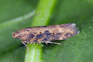 Moth of the beet moth Scrobipalpa ocellatella, is a species in the family Gelechiidae. This is an...