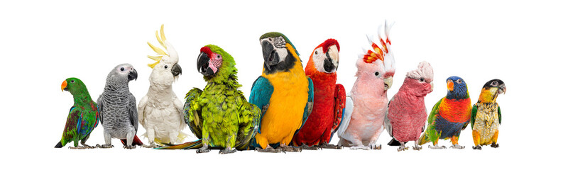 Large group of many different exotic pet birds, Parrots, parakeets, macaws in a row, isolated on white - obrazy, fototapety, plakaty