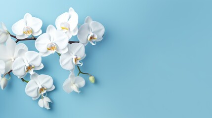 Beautiful White Phalaenopsis orchid flowers on pastel blue background top view flat lay. Tropical flower, branch of orchid close up. - obrazy, fototapety, plakaty