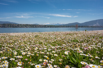 Tapis de fleurs blanches , lac et alpes