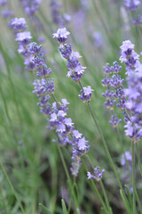 Coommon lavender flowers