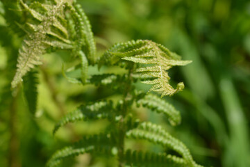 Common fern leaves