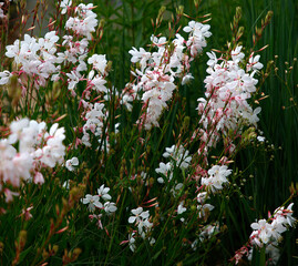 Closeup of the white and pink flowers of the summer flowering garden perennial plant Gaura...