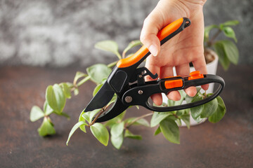 Woman's hands cutting  leaves from a potted plant with secateurs