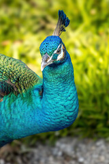 Beautiful peacock looking at the camera - 789494891