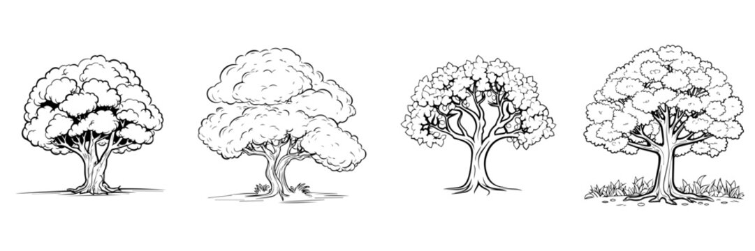 sketch of tree