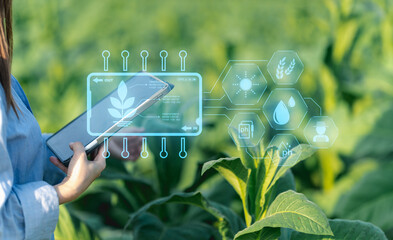 Ai for farming. iot Agriculture technology farmer woman holding tablet or tablet technology to research about agriculture problems analysis data and visual icon.. - obrazy, fototapety, plakaty