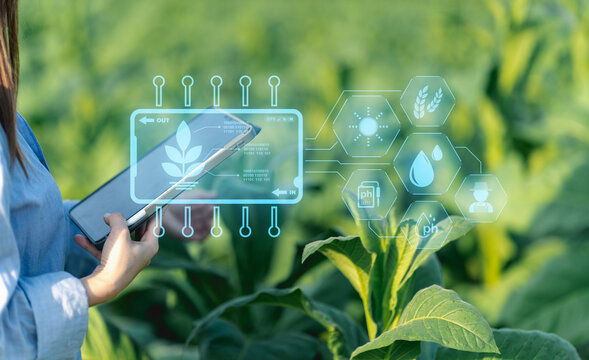 Ai for farming. iot Agriculture technology farmer woman holding tablet or tablet technology to research about agriculture problems analysis data and visual icon..