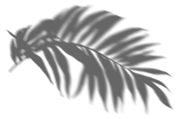 Fototapeta premium PNG palm leaf shadow effect, transparent background