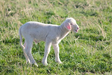 Lamm auf einer grünen Wiese