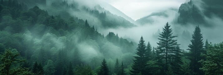 Misty Scandinavian forest. Fog amidst green pine tree covered mountains.