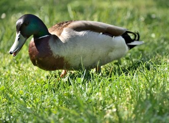 Canard  colvert