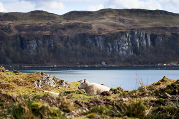 Kerrera Island