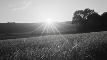 Black and white photography of the sun light and field. Landscapes photography.