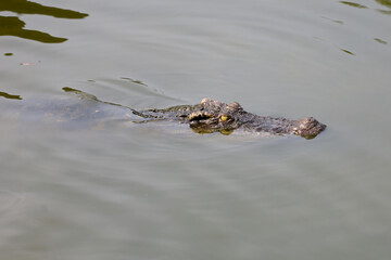 Close up salt crocodile is show head in river