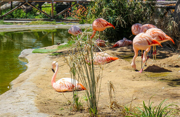 Flamingos Resting In The Shade At Local Zoo