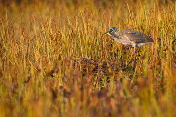 Great Blue Heron eating a fish