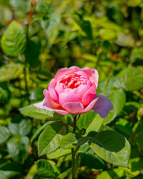 Pink Rose isolated in green leaves on sunny day