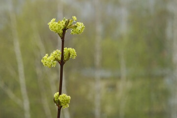 Maple branch with young leaves and inflorescences in the early morning. Concept new life.
