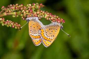 Lycaena helle, Blauschillernder Feuerfalter, Paarung, Simmerath,25.05.2023