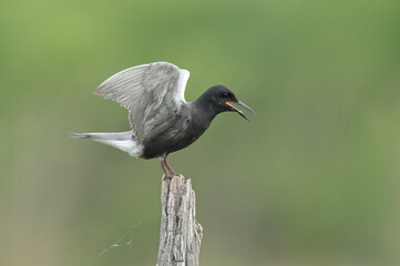 Black Tern with open wings on a stake