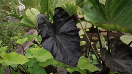 Aquatic plants. Closeup view of Colocasia esculenta Black Coral, growing in a pond in the garden. Beautiful purple leaves. 