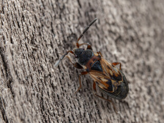 P4160164 seed bug, Scolopostethus thomsoni, on wood, cECP 2024
