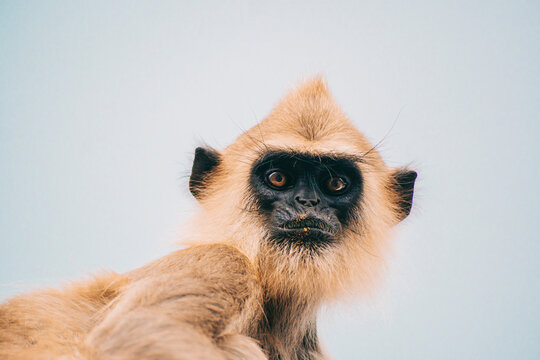 A wild ape sits and curiously watches.