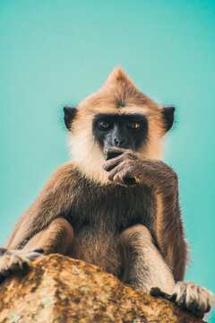 A wild ape sits and watches.
